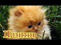 Смешное про животных|Приколы с котами| Видео про котов| Кошки|Позитив|Создай себе хорошее настроение