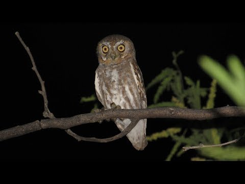 Sonoran Desert Owls - Burrowing, Western Screech, Great Horned, and Elf Owl