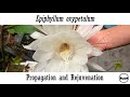 Epiphyllum oxypetalum propagation and rejuvenation