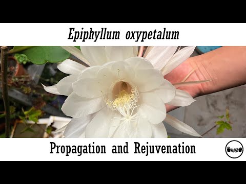 Epiphyllum Oxypetalum Propagation And Rejuvenation