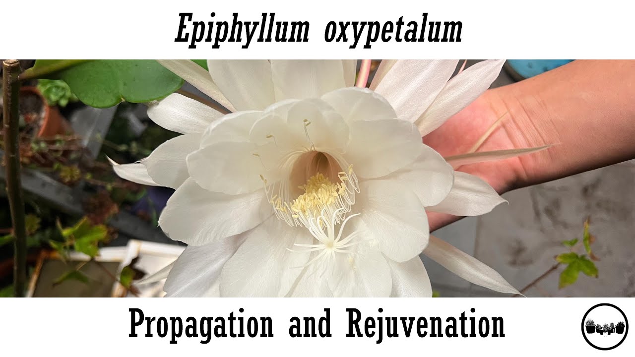 epiphyllum-oxypetalum-propagation