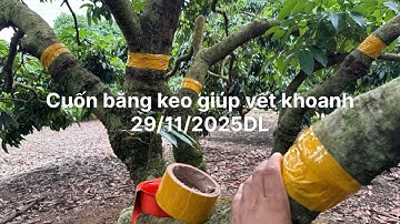 Xử lý vải ra hoa - cuốn băng keo vết khoanh - thời điểm để liền vết khoanh 29/11/2025 DL