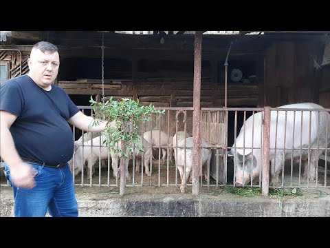 Video: Ce este otrăvitor pentru porci – Aflați despre plantele care sunt toxice pentru porci