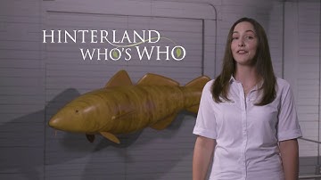 The Atlantic Cod (Youth)
