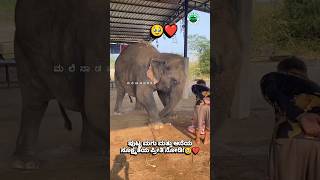 ಆನೆ ಮತ್ತು ಮಗುವಿನ ಸೂಕ್ಷ್ಮತೆ ನೋಡಿ ! 🥹❤️ #shorts#short #shortsfeed #viral #viralvideo#viralshorts#reels