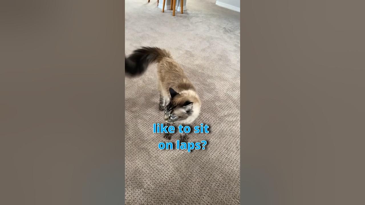 Why Do Cats Love Sitting on Laps? 🐱 YouTube
