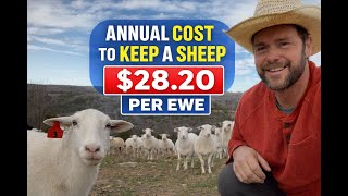 Annual Cost to Keep a Sheep — Per Ewe Breakdown