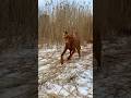 Гуляем с Ластой выжла Dog Pets суперсобака мемас малыш Funny Гуляем с Ластой выжла Dog Pets суперсобака мемас малыш Funny