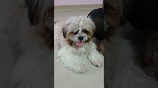 pet#love #song #cutebaby #comedy #cutepet #dance