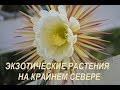 Экзотические растения на Крайнем Севере