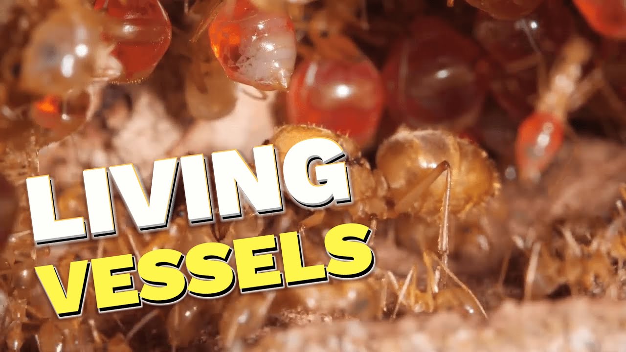 Living vessels How honeypot ants store food in their bodies 🐜🍯🍽️🌵🌡️