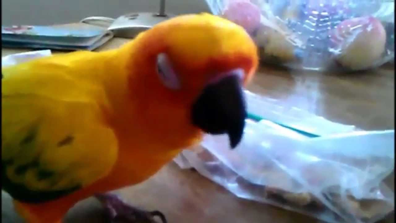 Xavier Parrot eats Dried Papaya YouTube