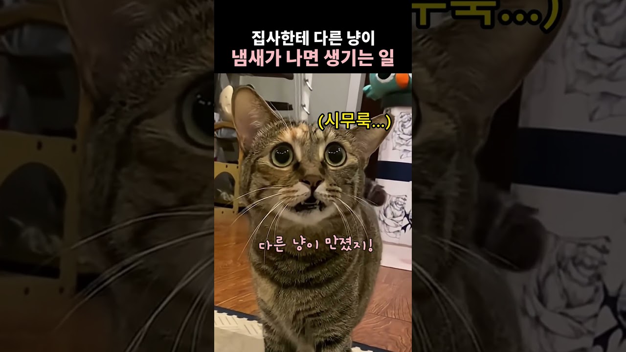 집사한테 다른 냥이 냄새가 나면 생기는 일