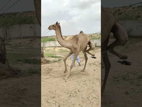 عندما يهيج الجمل يصعب السيطرة عليه 