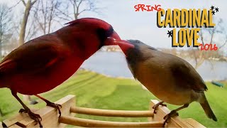 Cardinal Love & Peaceful Bird Sounds ❤️🐦 | Relaxing Backyard Birds (6 Minutes) screenshot 2