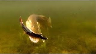 2019 - 2018 Turna Avı Ve Iadeleri,Kıyıdan Turna Avı , Attack Pike Fish Hunting , Fishing For Pike