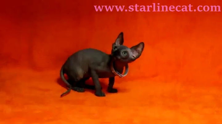 Watch the video about Canadian sphynx For Sale, male Quentin Cattery Sphynx Star-Line (litter Q)