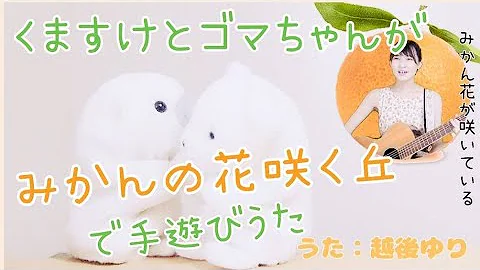 くまみかん