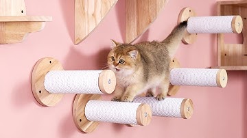 Give kitty a perfect cat wall playground!