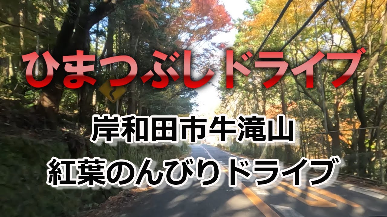 【牛滝山】紅葉のんびりドライブ#牛滝山#岸和田牛滝山貝塚線#岸和田市#貝塚市#紅葉#ドライブ