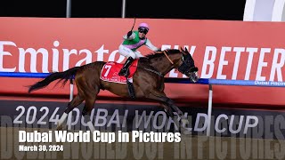 Dubai World Cup in Pictures 2024 #dubaiworldcup #horseracing #pictures Race 1 to 9