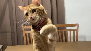 Kitty cat Mr. Milo’s cute playtime. #catlover #cat #pet @mrmilosadventures