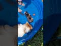 wild pork #guinea pig #pool# funny