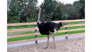 Animals Ostrich Ostriches Ostrich Chick Three Weeks Old Chirps Call Outs High T