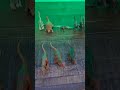 Jurassic World minis, Hasbro vs. Mattle