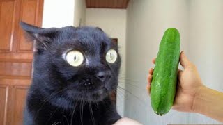 Funniest Animals 2023 😂 Funny Cats and Dogs Videos 😺🐶 Part 513 by Gatos Graciosos 60,704 views 10 months ago 10 minutes, 28 seconds