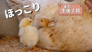 The heartwarming mother and baby chick are soothing! [2 days old]