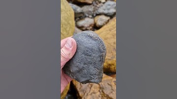 Fossil Nodule amongst the rocks showing an Ammonite inside! 🪨😍 #fossilhunting #fossils #shorts #sea