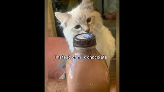 Makan ayam panggang #georgieebom #kucing #lucu #fyp #meme