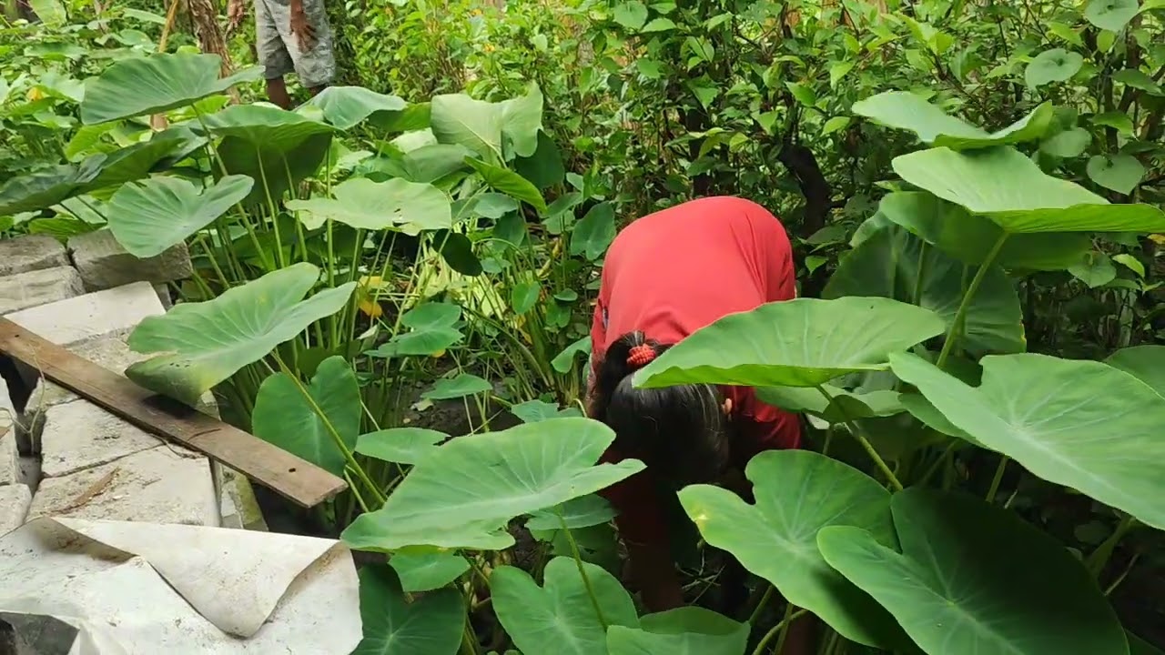 Tuku walang pesenane lek DAMIS