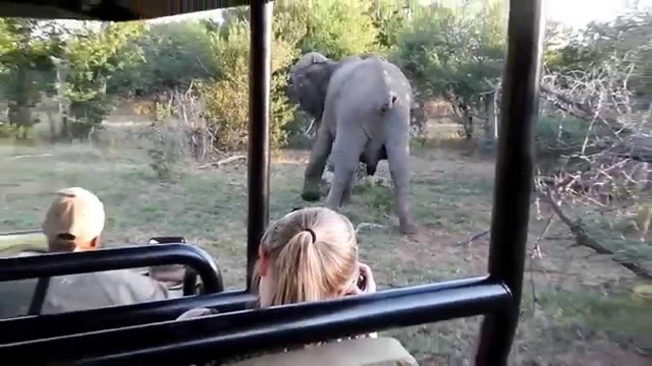  Elephant  Poop  Plop YouTube