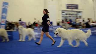 World Dog Show 2024  Trudy Rodnetali  (Pyrenean mountain dog / Great Pyrenees)