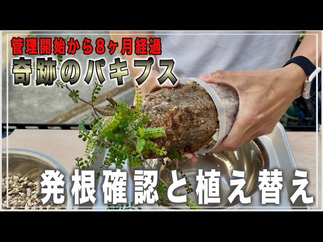 file94【オペルクリカリアパキプス】初挑戦した発根管理、完結編！歴史