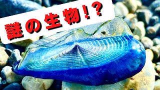 宝石採集中に発見した生物が、富山県では見つかったことが無い生き物でした！