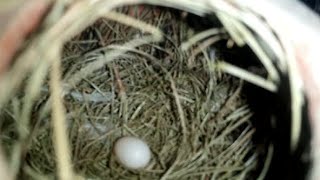 Java Finch Breeder Pairs Available✔ || Strong Bloodline 4 to 6 Chicks Average🐣 | Abbottabad Birds🕊