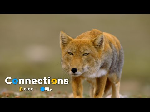 A look at Tibet's mysterious animal kingdom I Connections