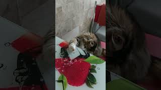 Орешек и Мята #кошка #кошкавдоме #кошечка #кошки #мята #рек #топ #shortvideo #россия