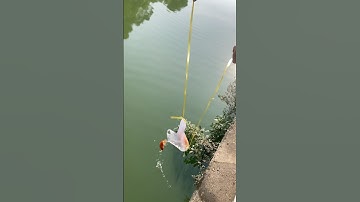 Phóng sinh cá chép vàng cúng ông Công ông Táo Tết 2025