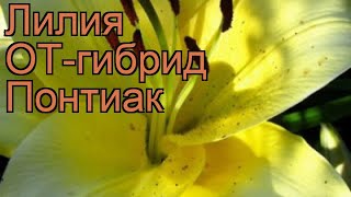 Лилия от-гибрид Понтиак (lilium ot-hybrid pontiak) 🌿 обзор: как сажать, луковицы лилии Понтиак