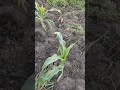 linis muna sa garden mga idol #shorts #provincelife #farming #gardening #simpleliving