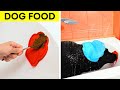 How To Make Your Puppy Happy! Creative Hacks And Gadgets For Your Pet By A PLUS SCHOOL