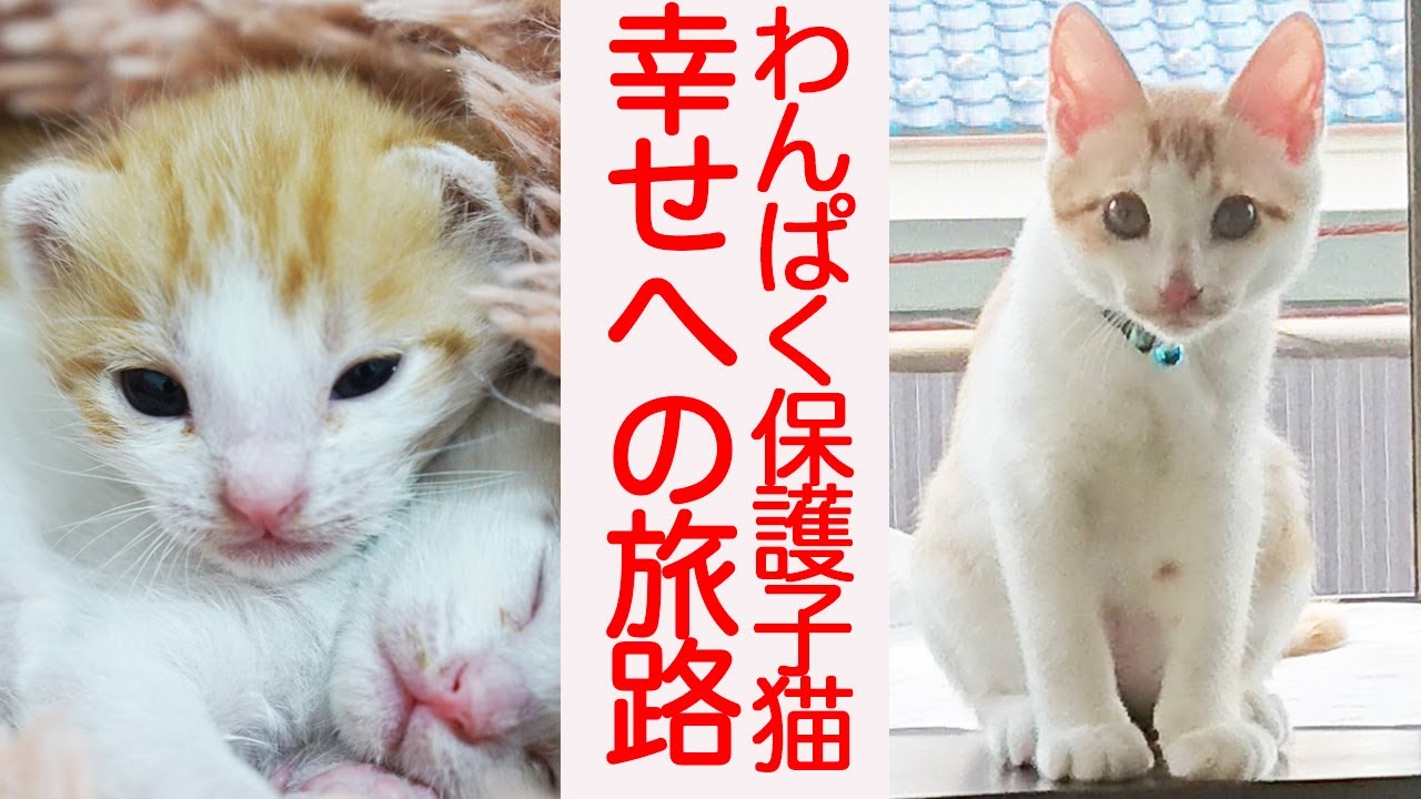 保護猫ちゃん　お幸せに 美少女保護子猫、その3年後のしあわせ通信 A Happy Update Three