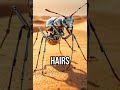 Saharan Ant's Heat Dance