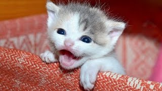 Kittens Meowing  A Cats Meowing Compilation || NEW HD