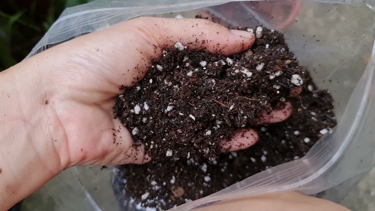 The Best Way To Repot Your Caladium