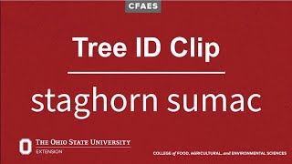 Tree ID Clip: staghorn sumac